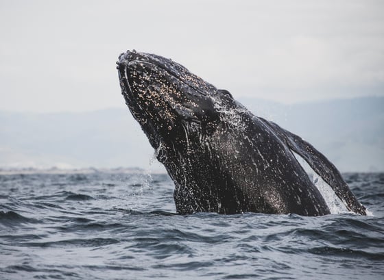 A Discussion on NMFS’s Regulatory Authority: Whales, Speed Limits, and Legal Questions